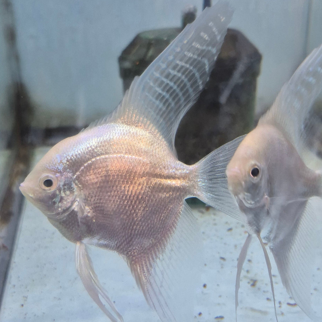 Platinum Angelfish