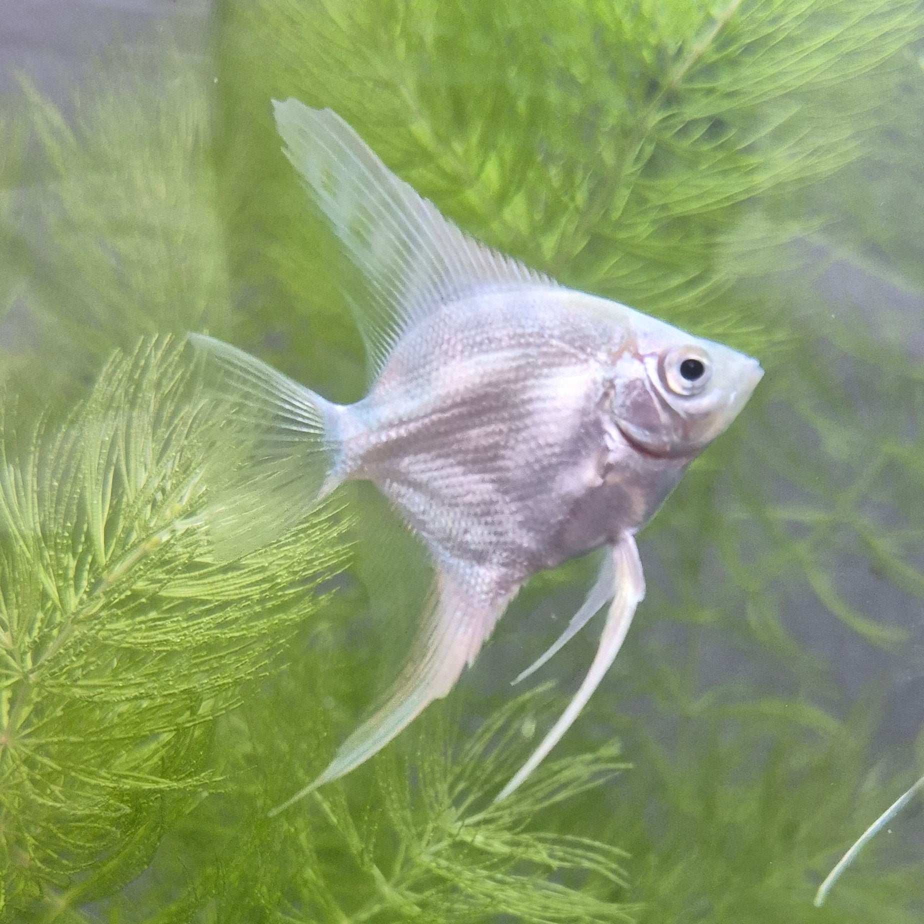 Platinum Angelfish