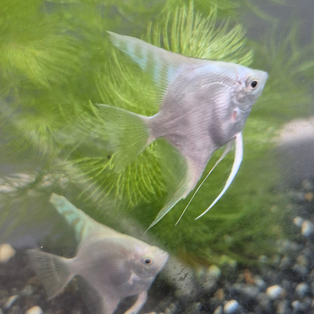 Platinum Angelfish