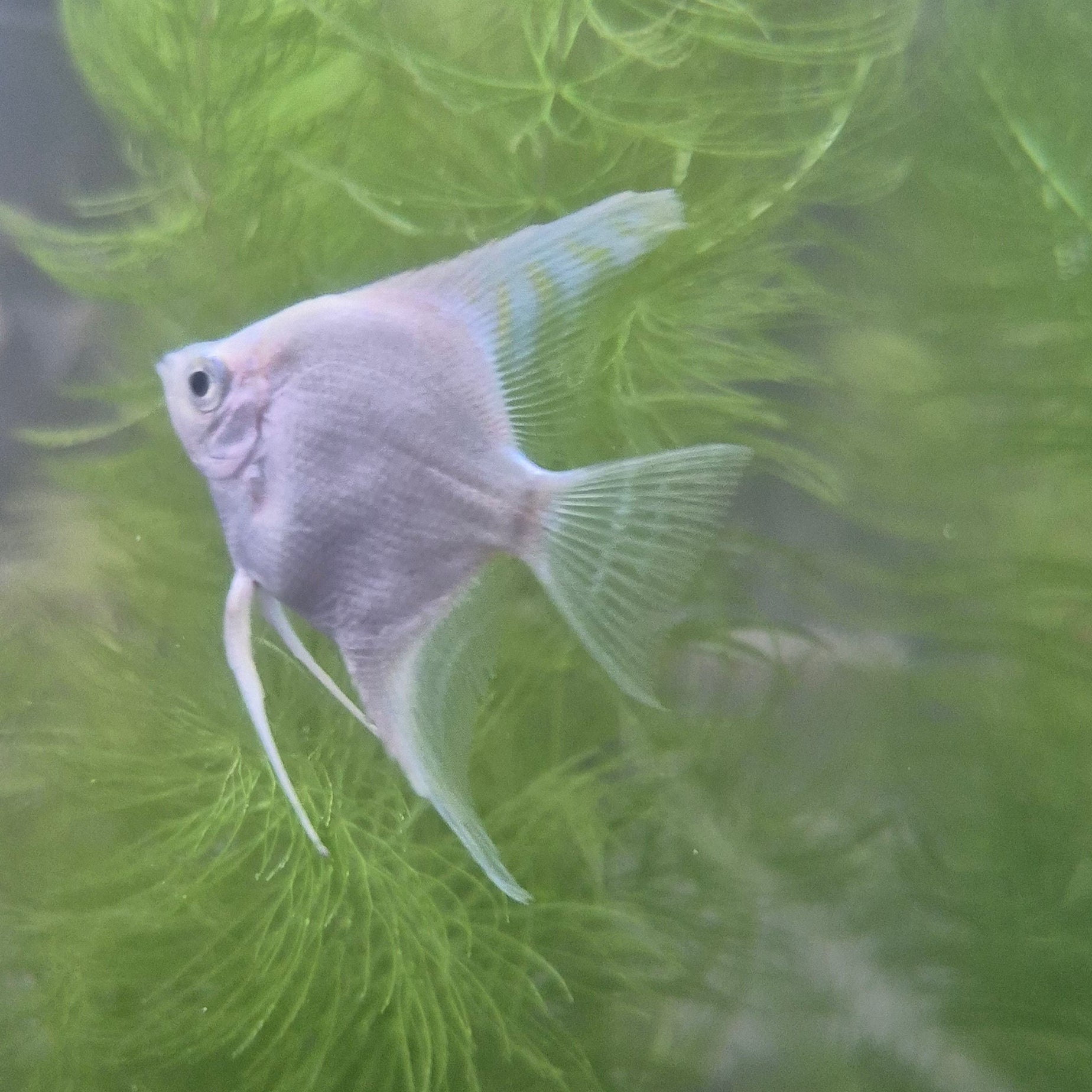 Platinum Angelfish