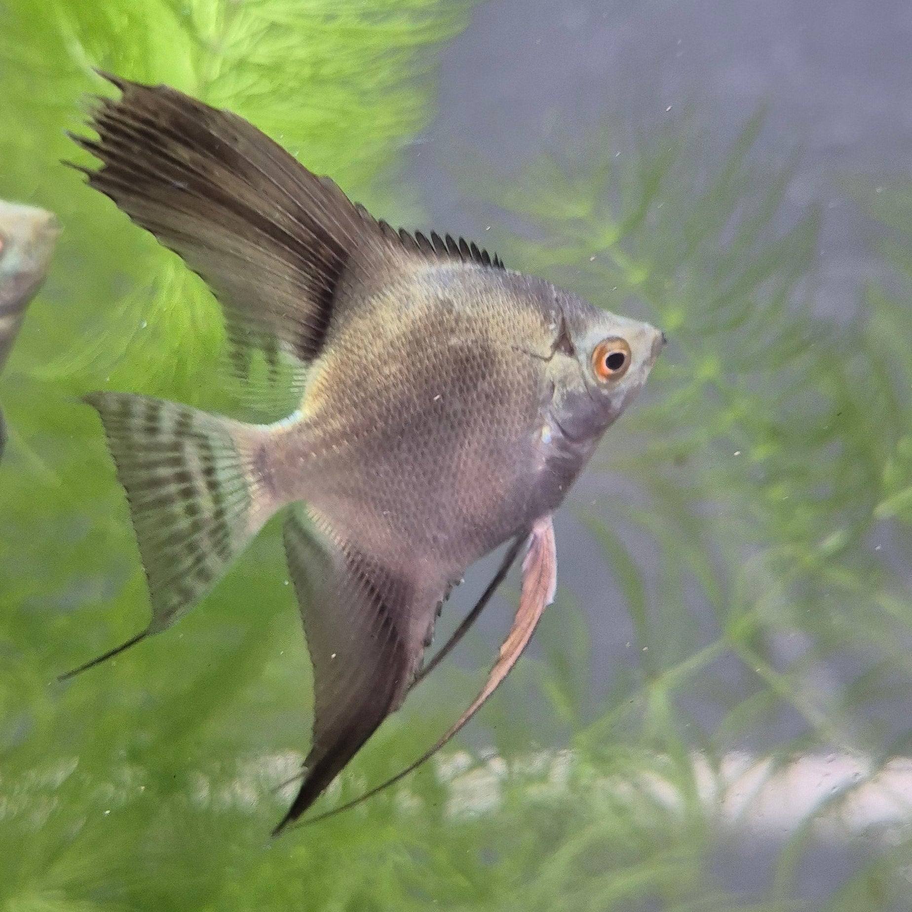 Bulgarian Seal Point Angelfish