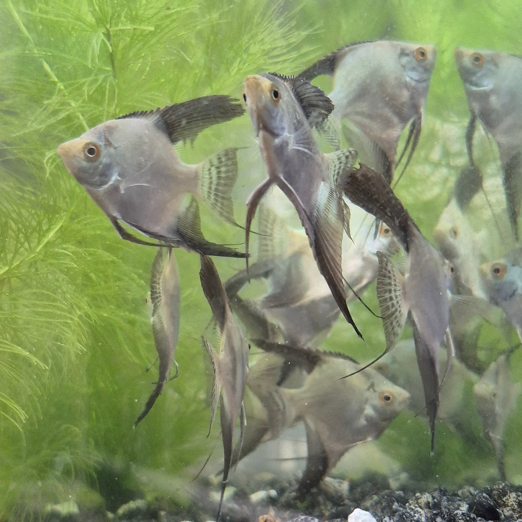 Bulgarian Seal Point Angelfish