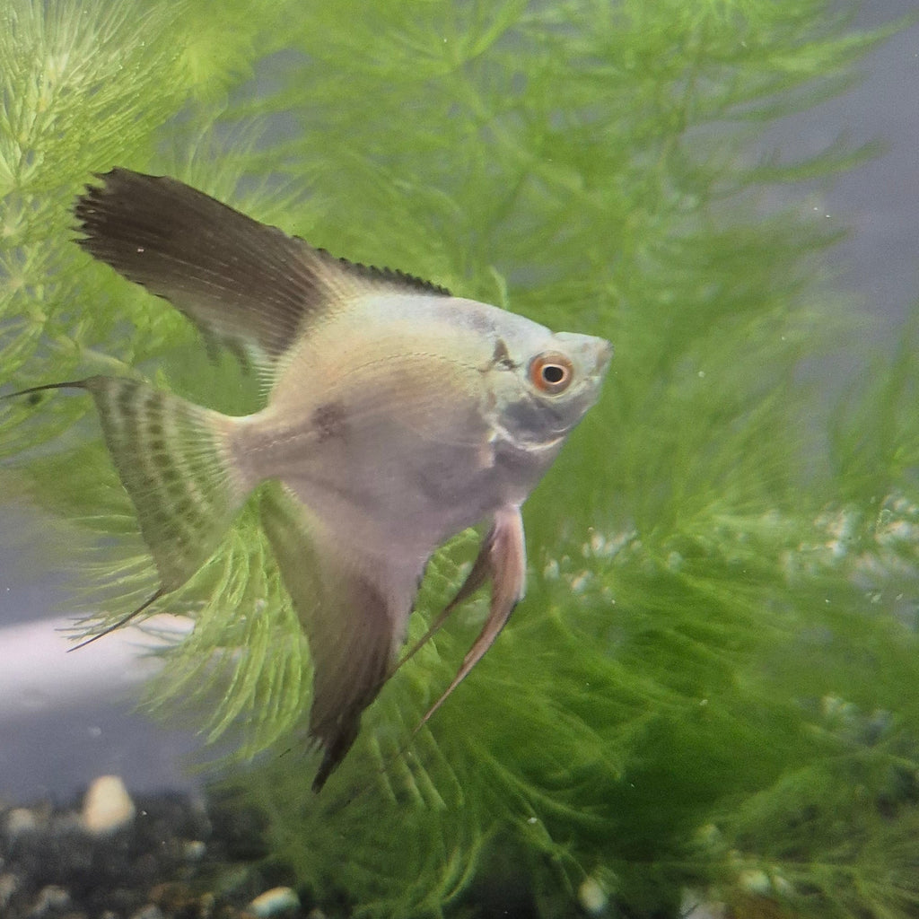 Bulgarian Seal Point Angelfish