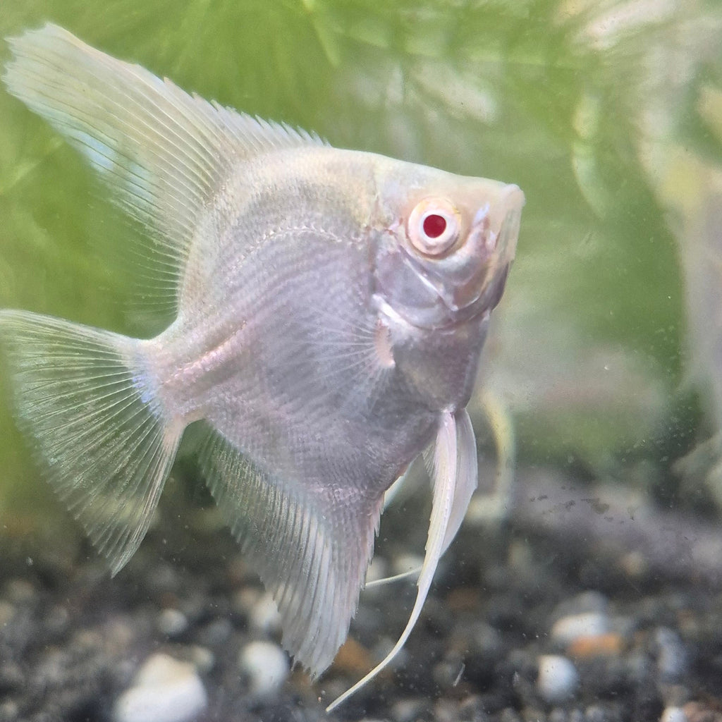 Albino Angelfish