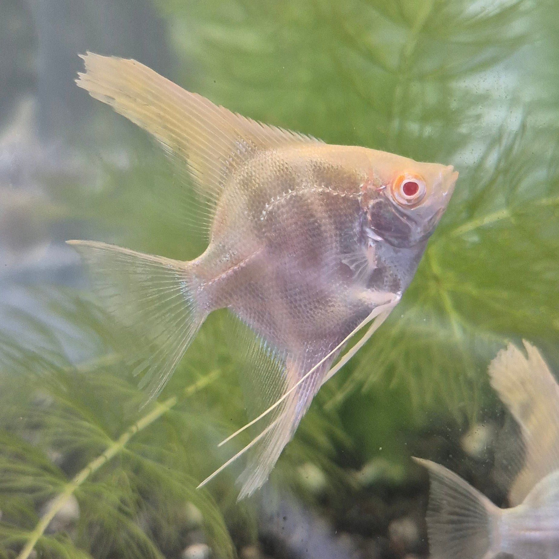Albino Angelfish