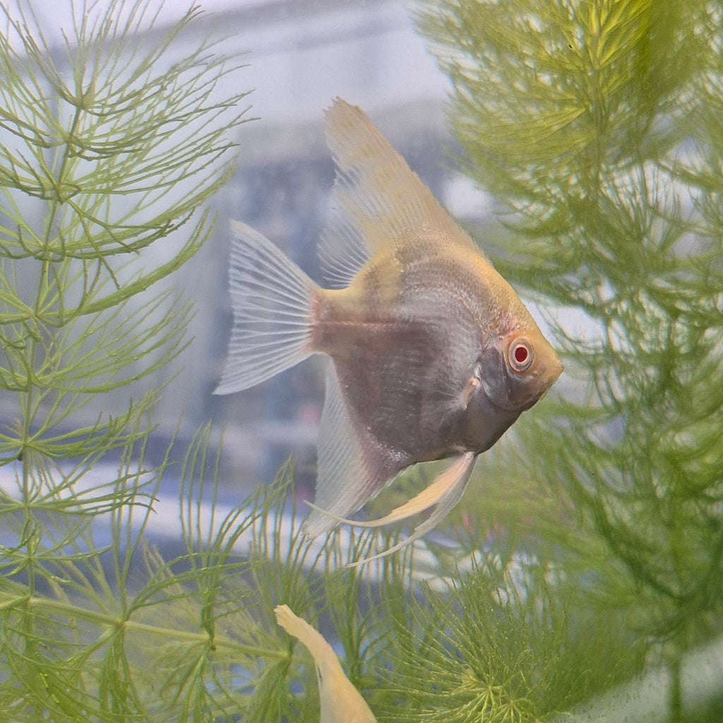 Albino Angelfish