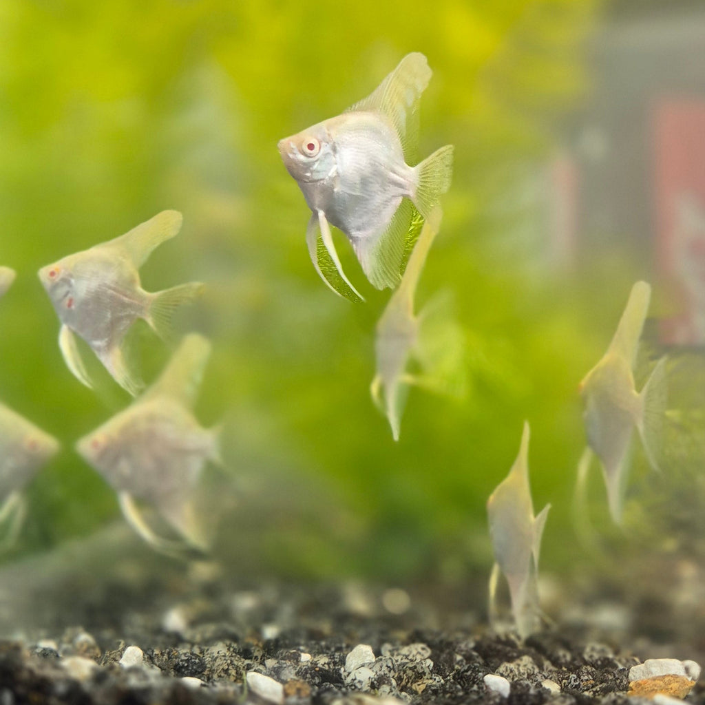 Albino Angelfish