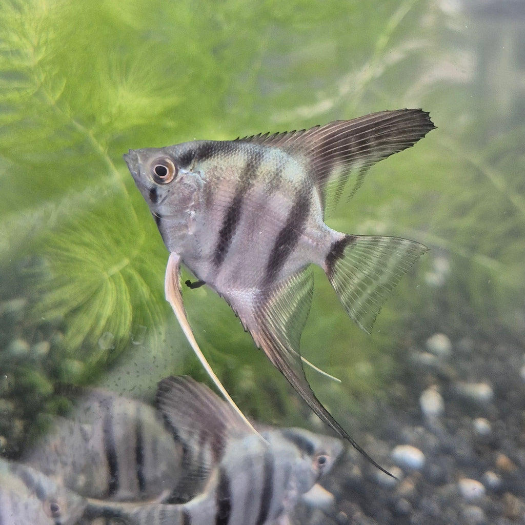 Blue Angelfish