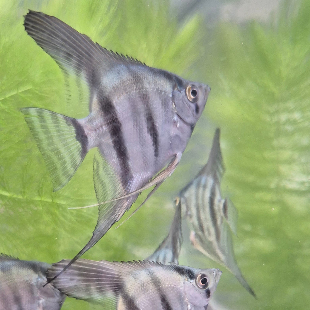 Blue Angelfish