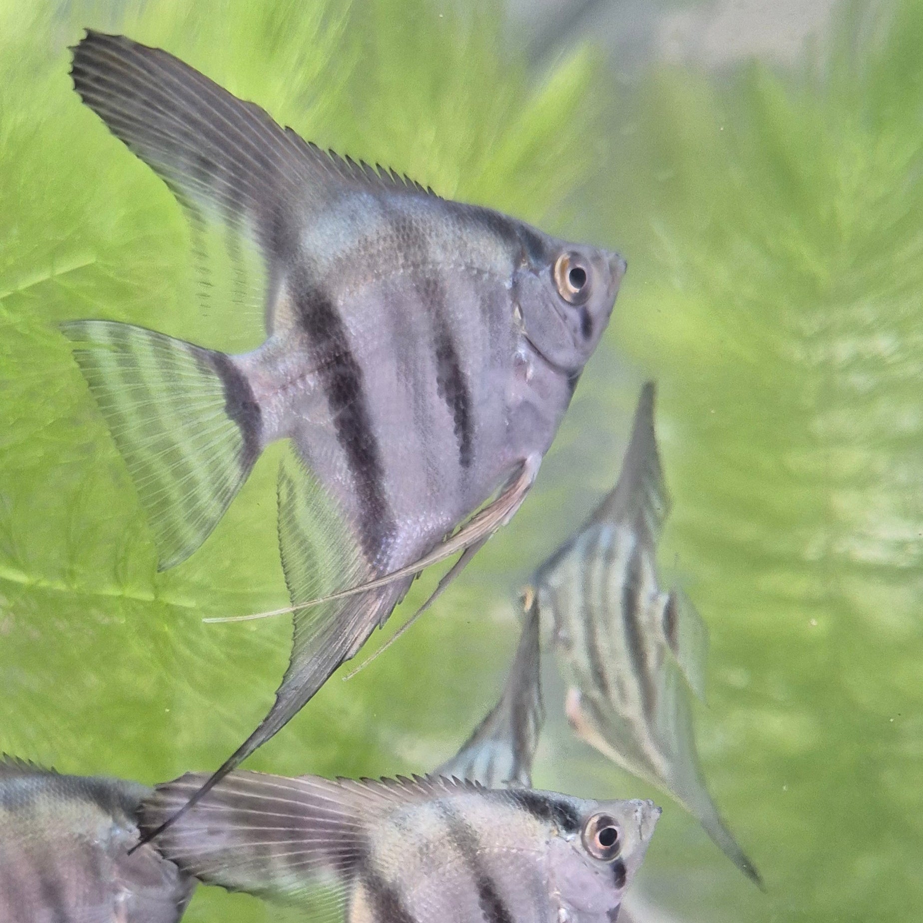 Blue Angelfish