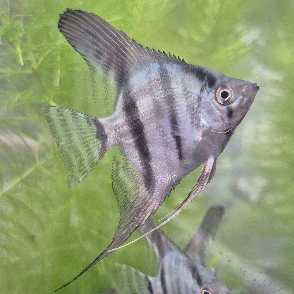 Blue Angelfish