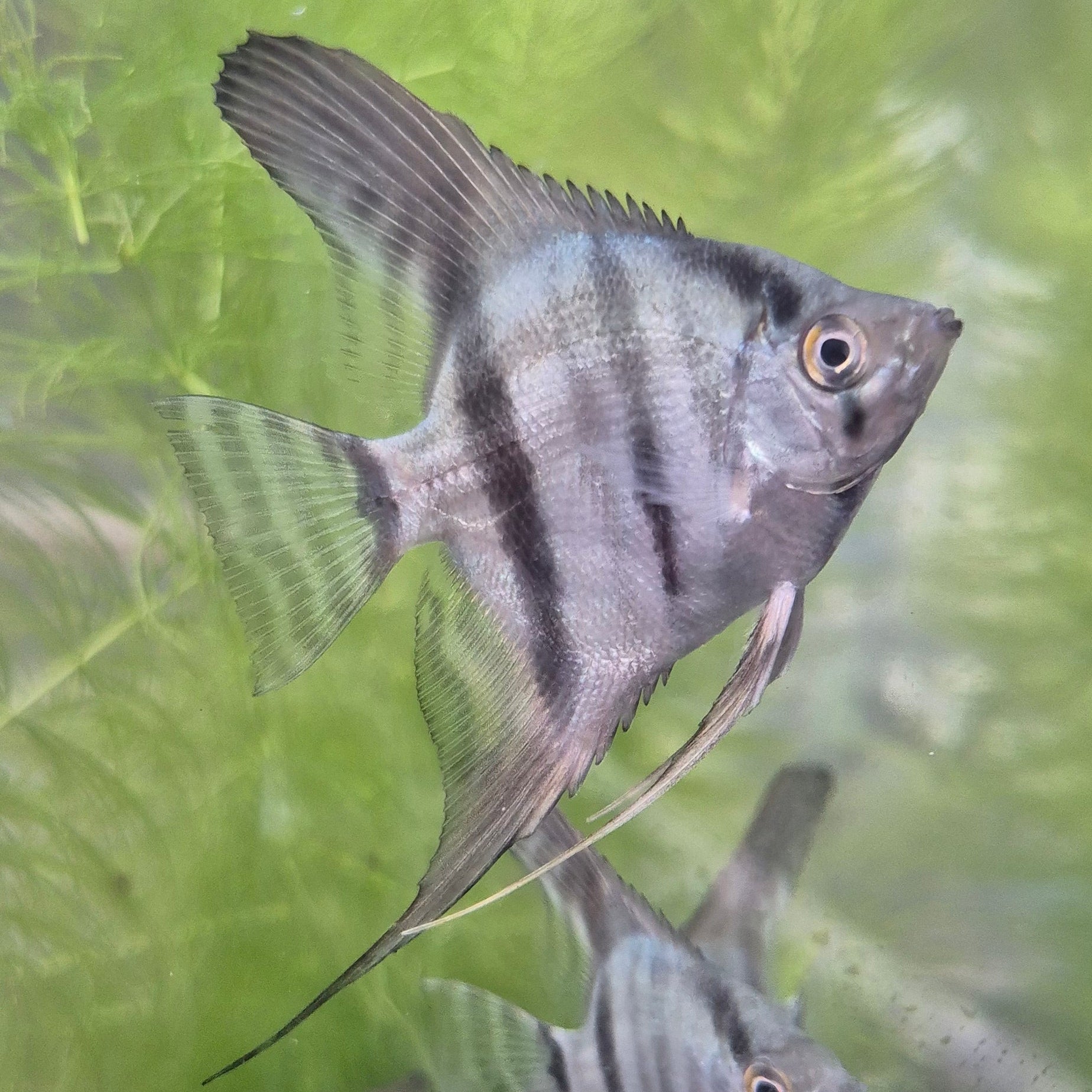 Blue Angelfish