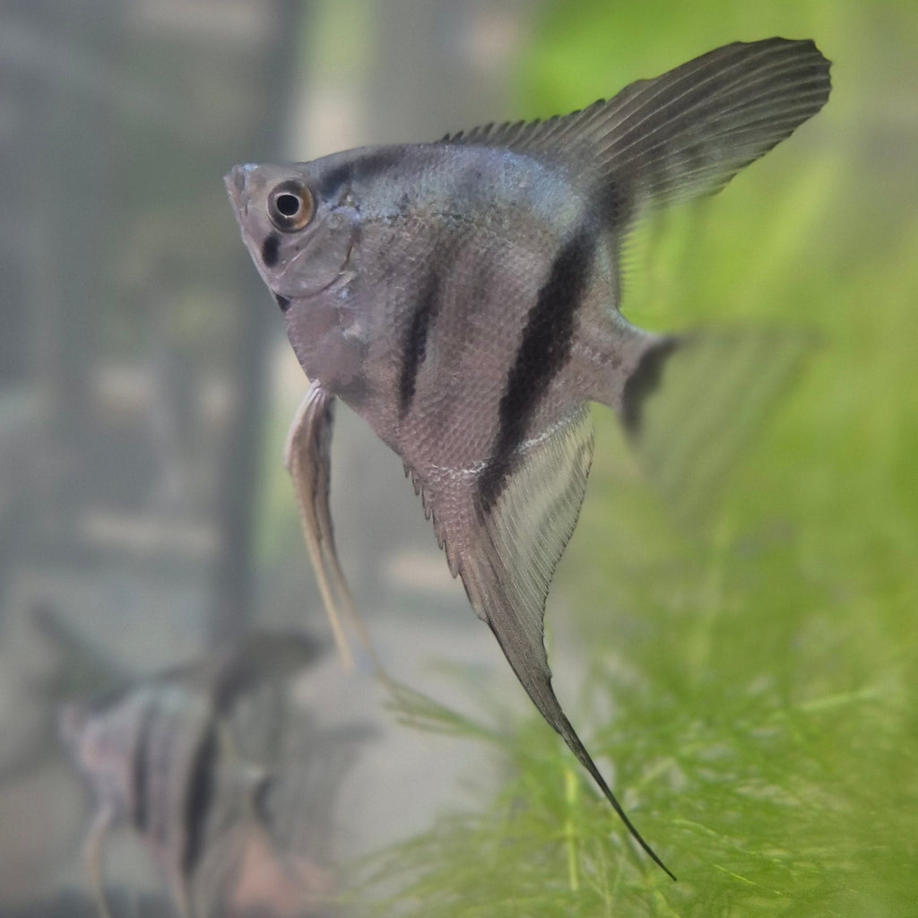 Blue Angelfish