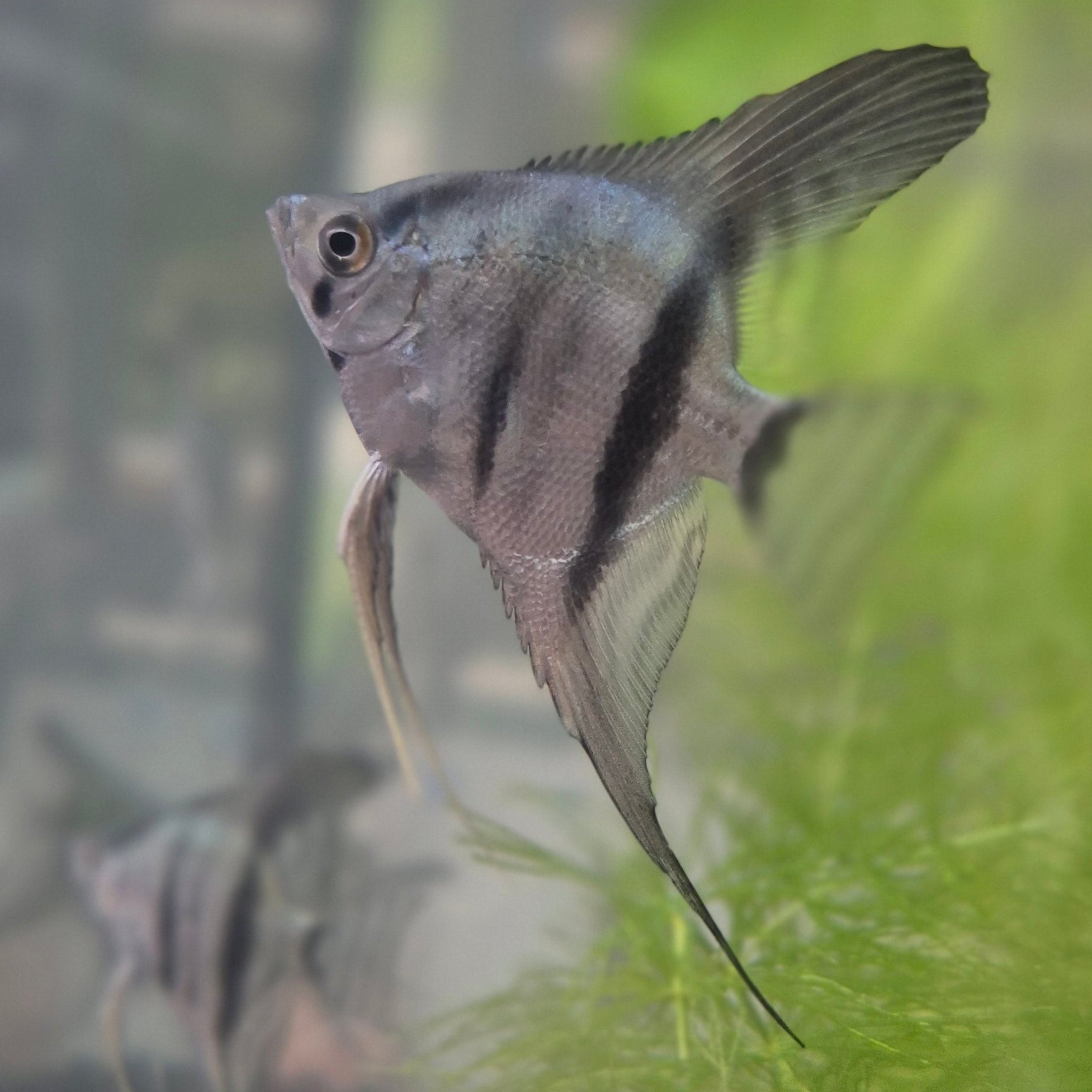 Blue Angelfish