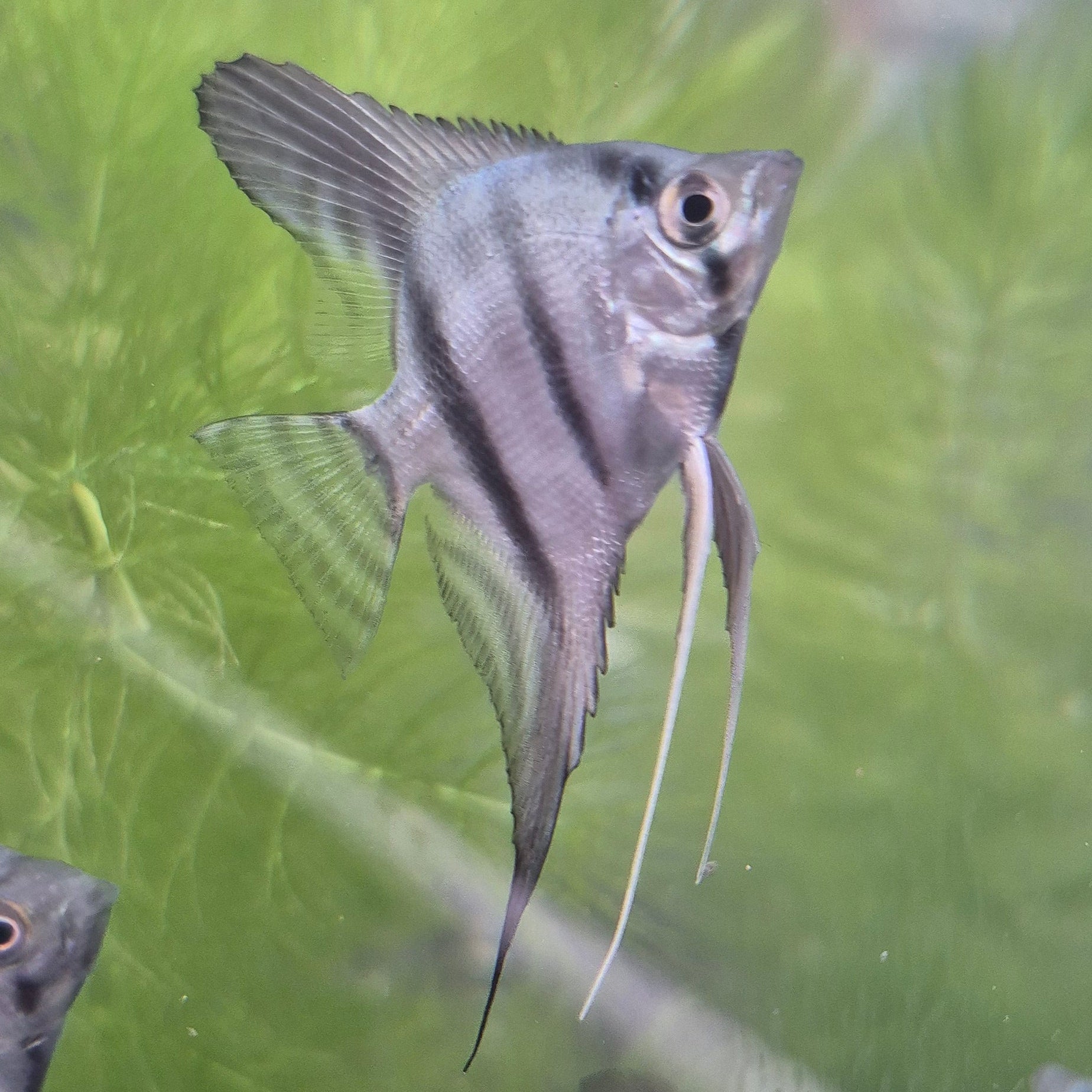 Blue Angelfish