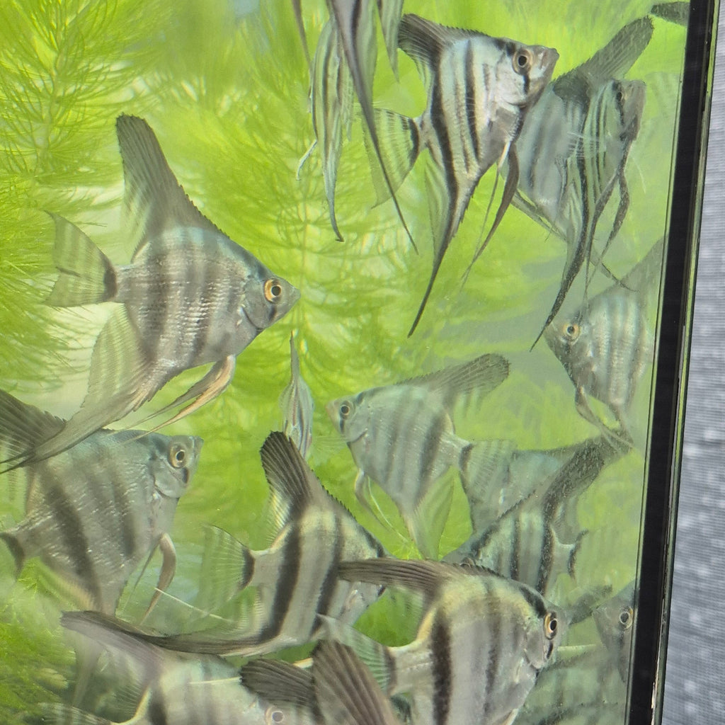 Blue Angelfish