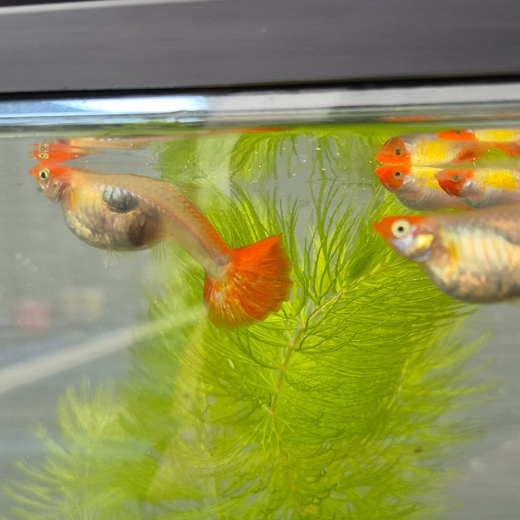 Koi Guppy Pair