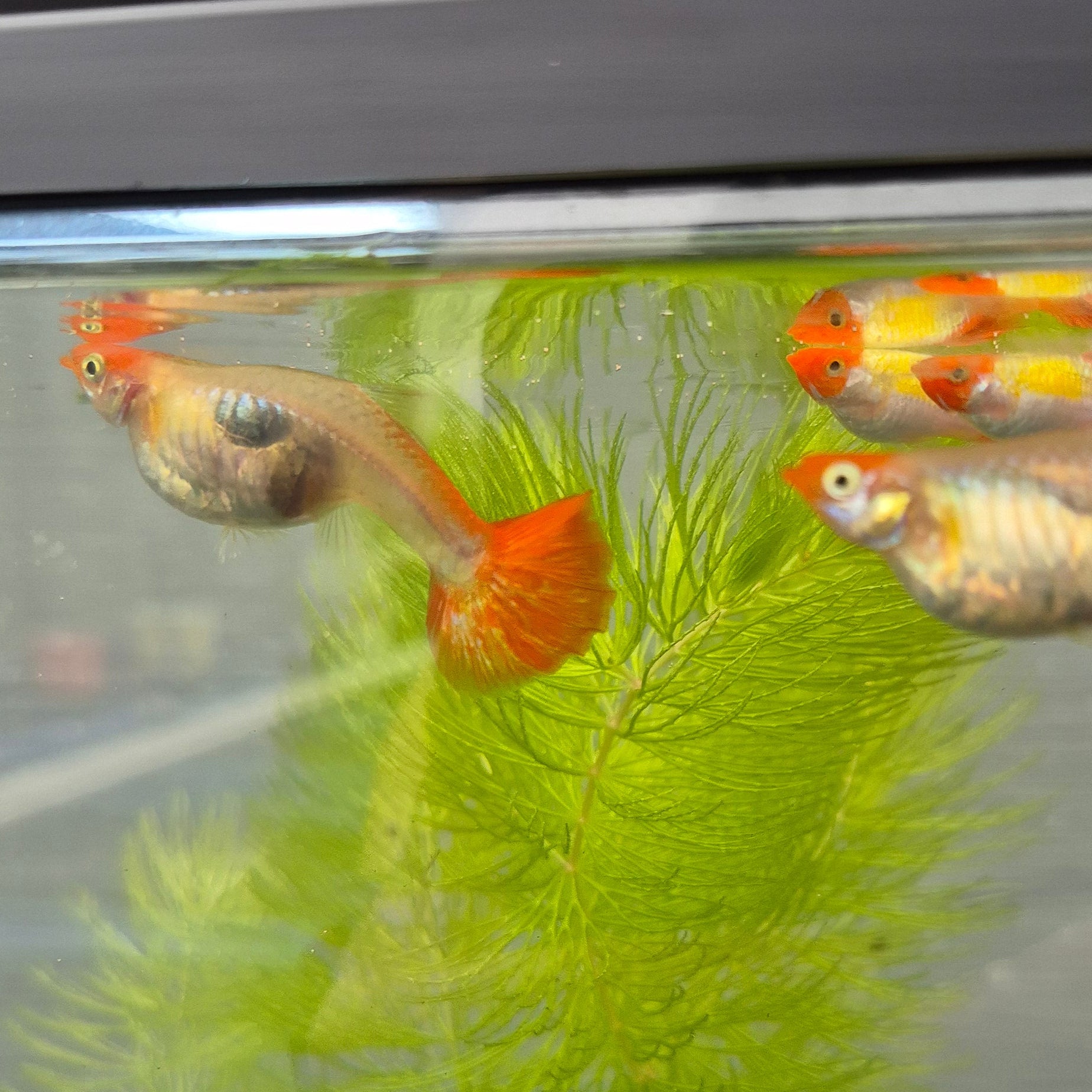 Koi Guppy Pair