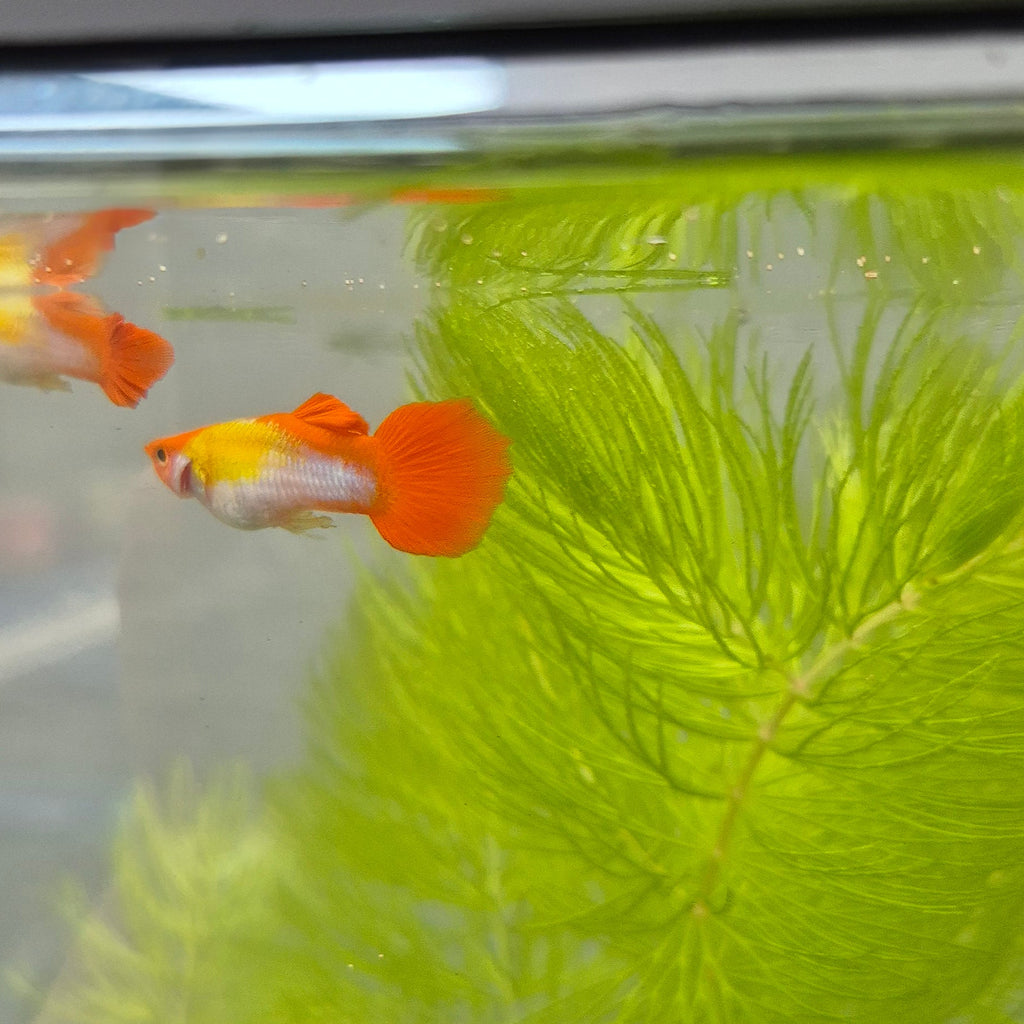 Koi Guppy Pair