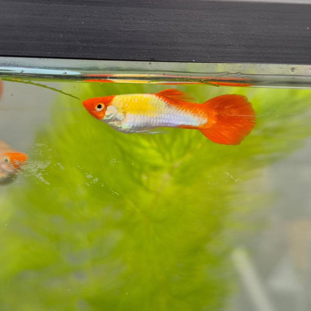 Koi Guppy Pair