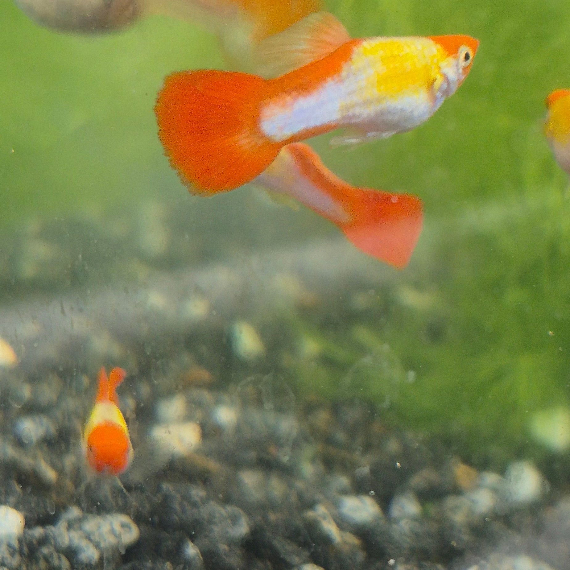 Koi Guppy Pair