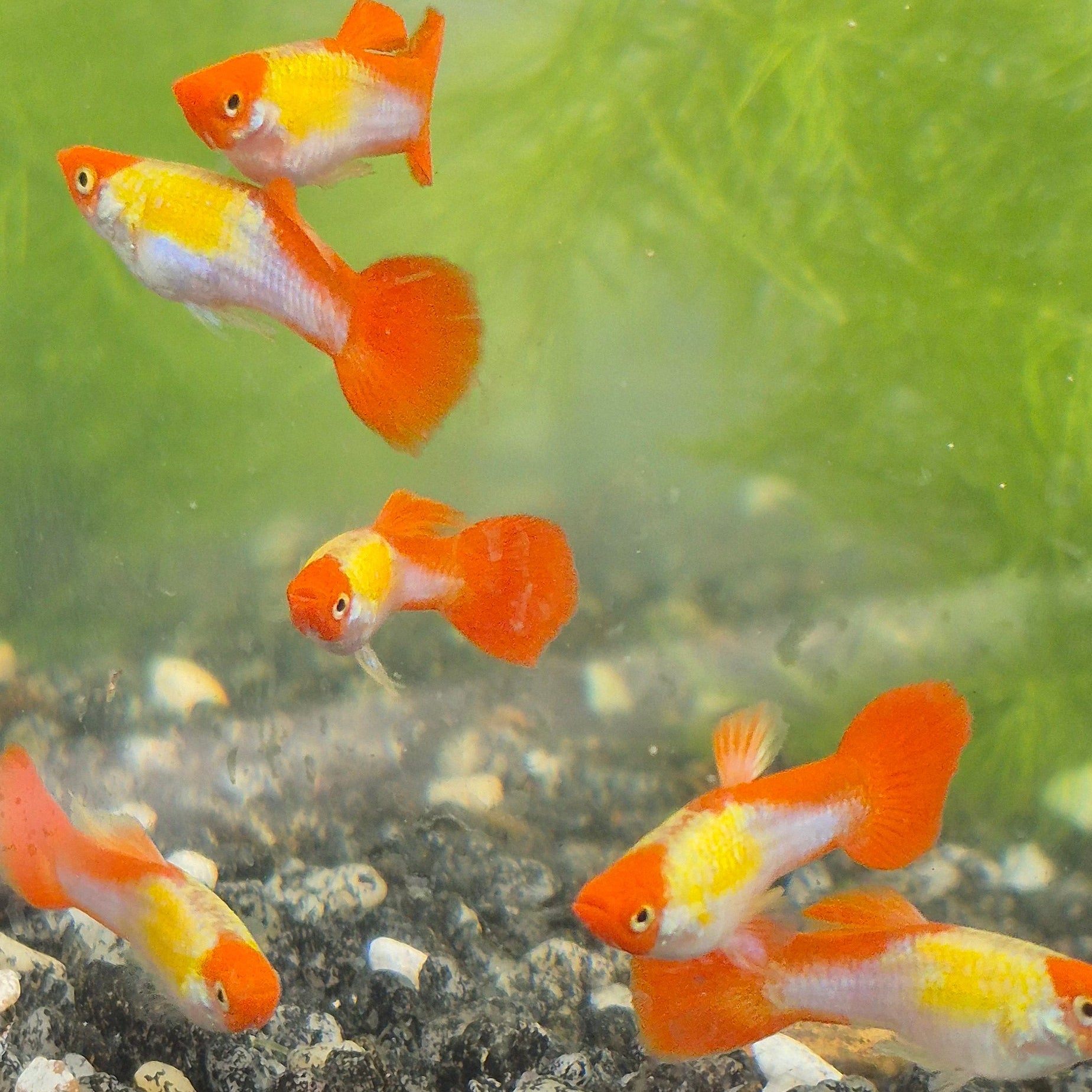 Koi Guppy Pair