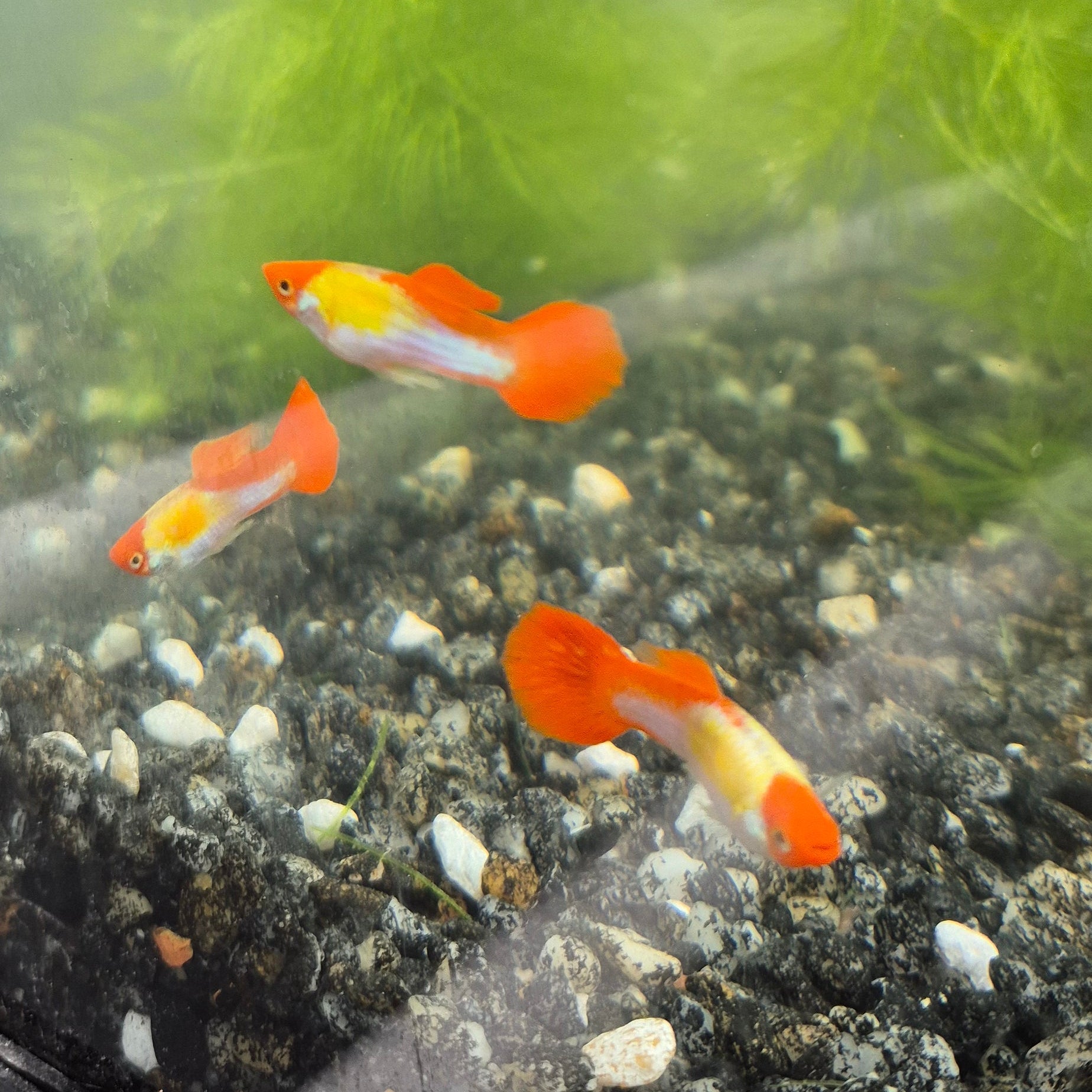 Koi Guppy Pair