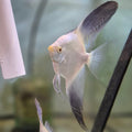 Bulgarian Seal Point Angelfish
