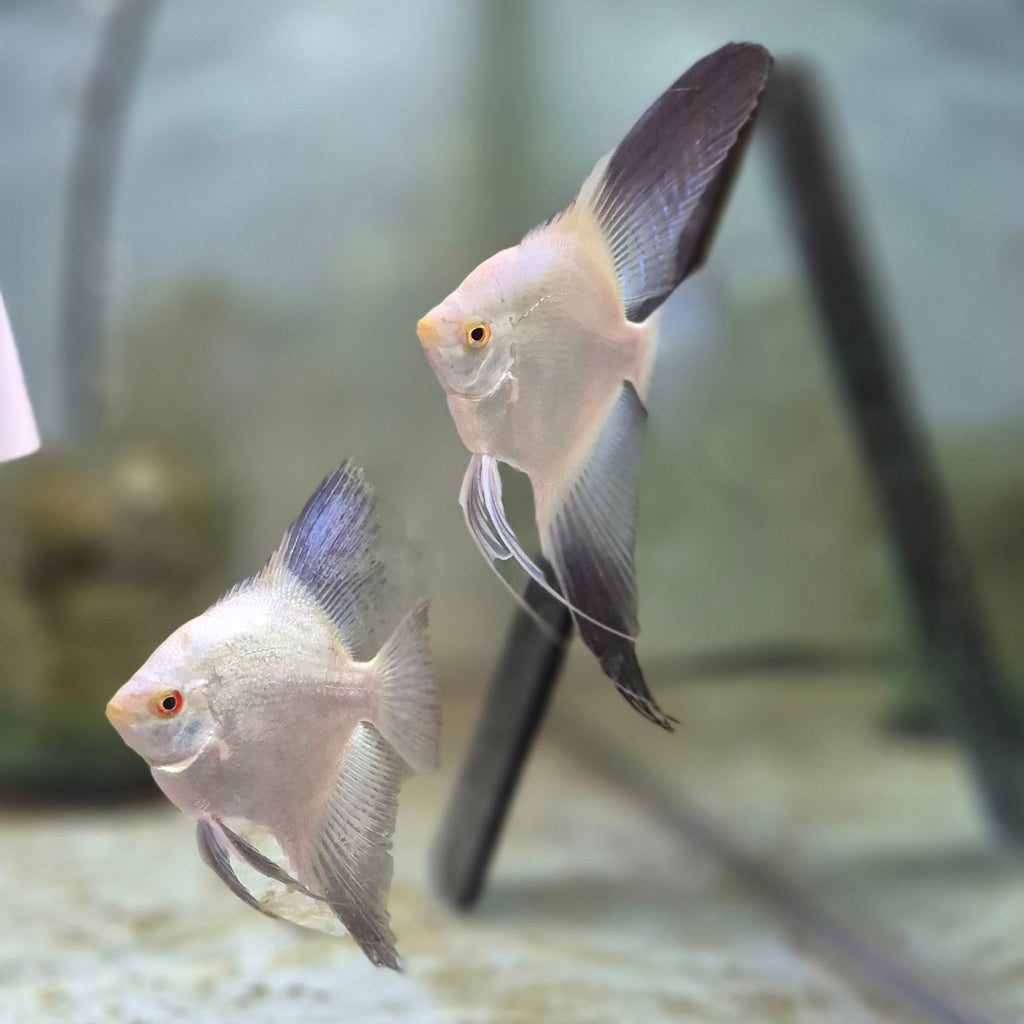 Bulgarian Seal Point Angelfish