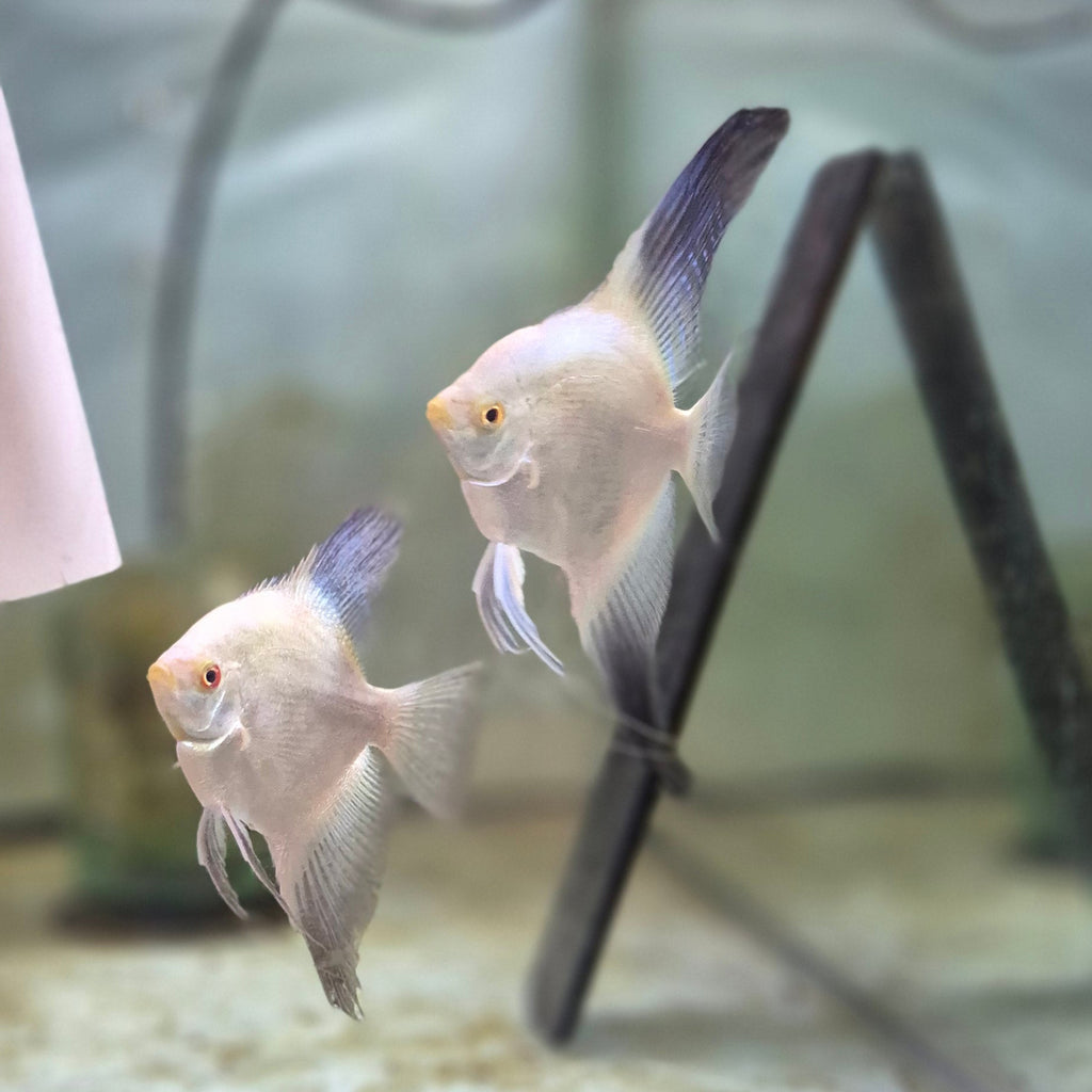 Bulgarian Seal Point Angelfish