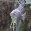 Smokey Blue Angelfish