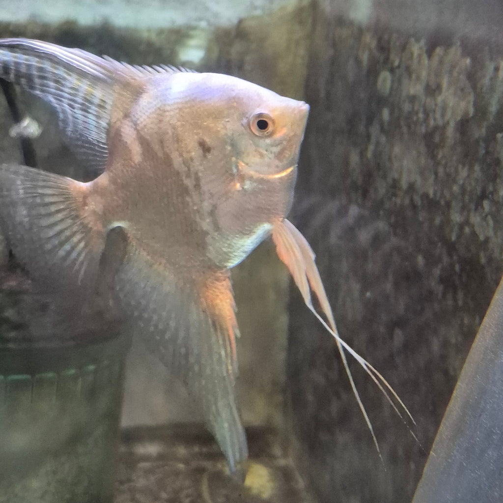 Smokey Blue Angelfish