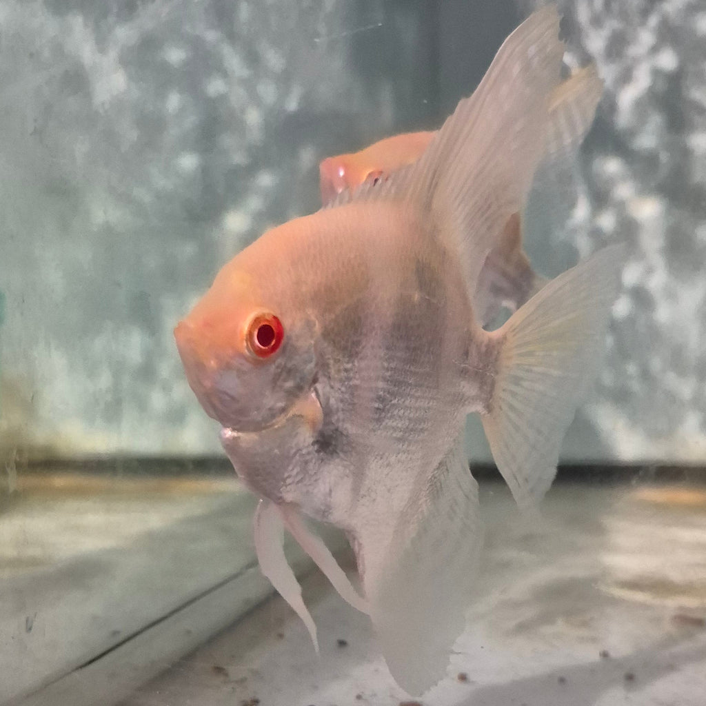 Albino Angelfish