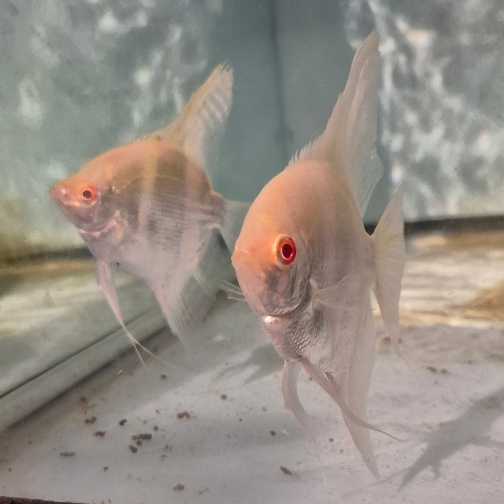 Albino Angelfish