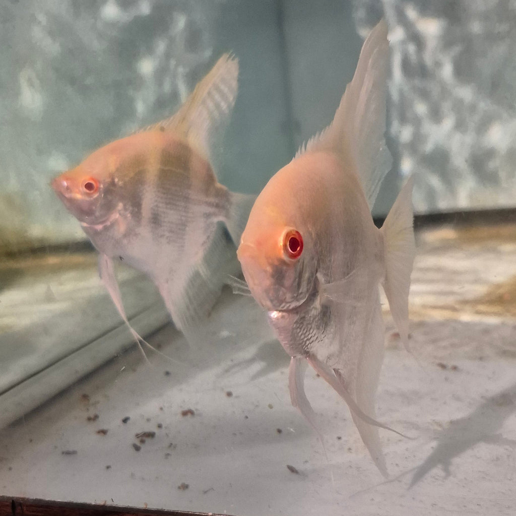 Albino Angelfish