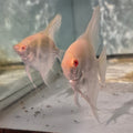 Albino Angelfish