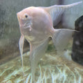 Platinum Angelfish