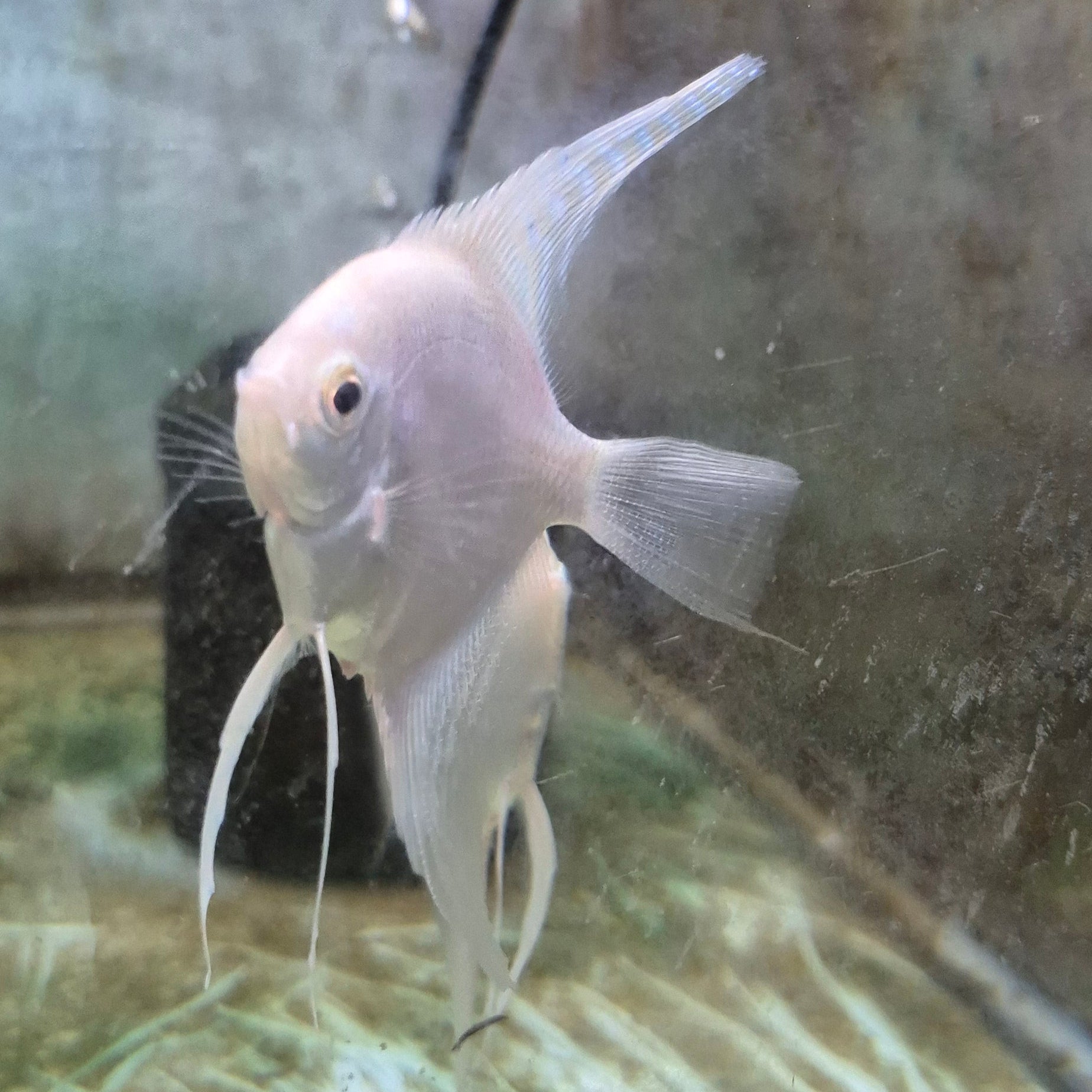 Platinum Angelfish