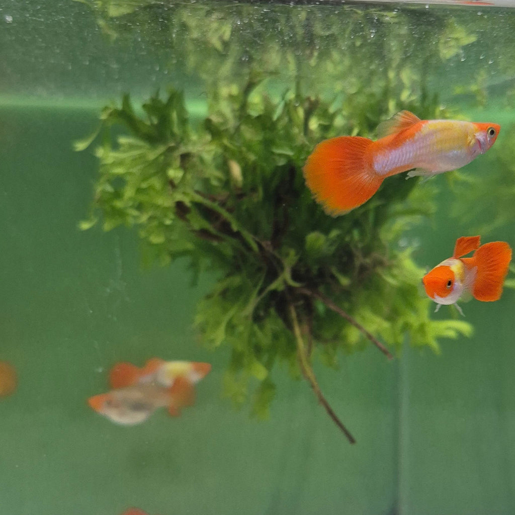 Koi Guppy Pair