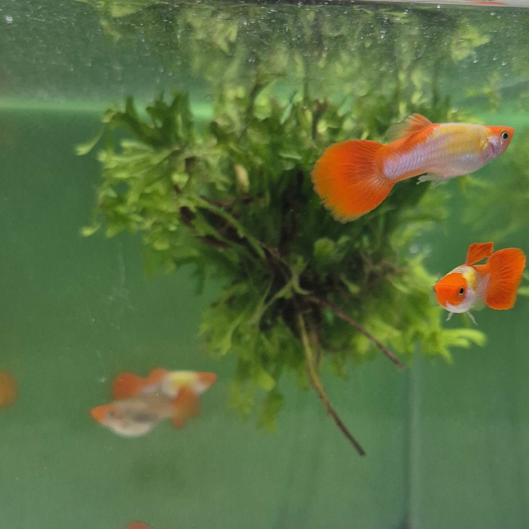 Koi Guppy Pair