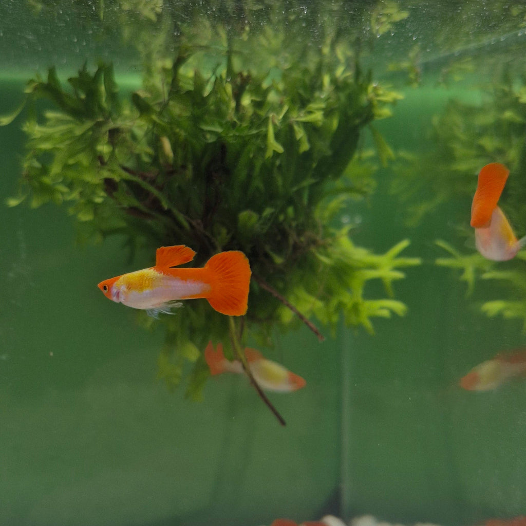 Koi Guppy Pair