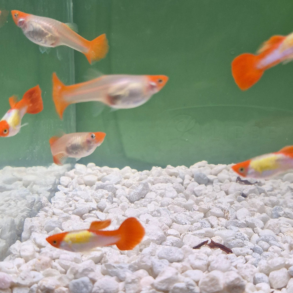 Koi Guppy Pair