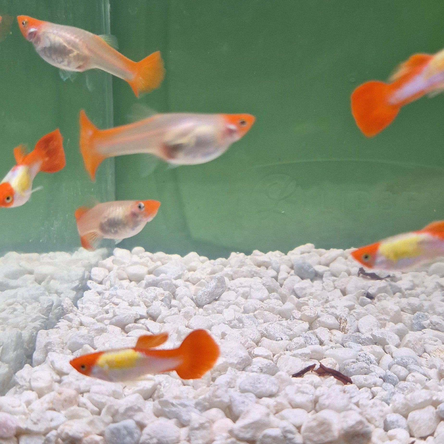 Koi Guppy Pair