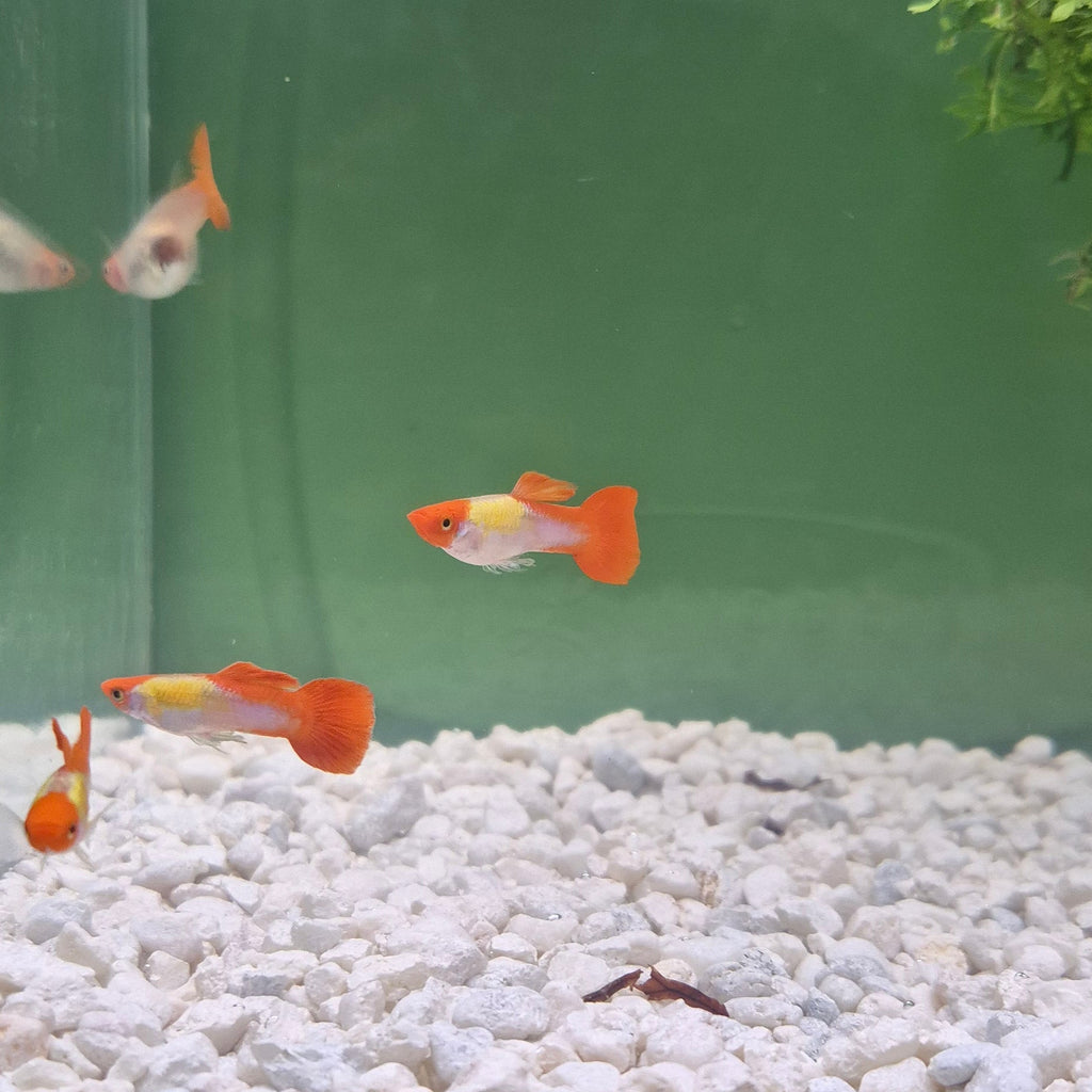 Koi Guppy Pair