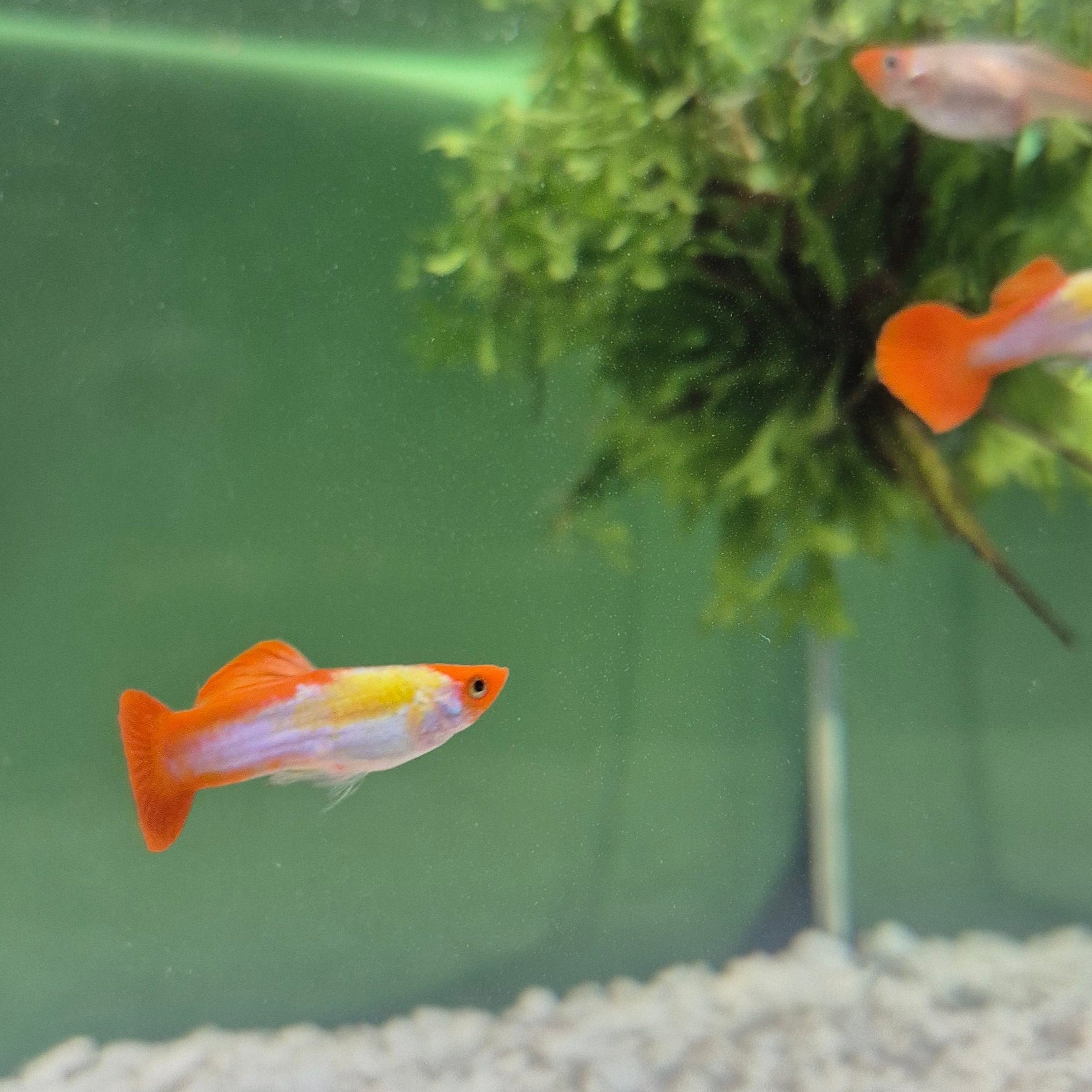 Koi Guppy Pair