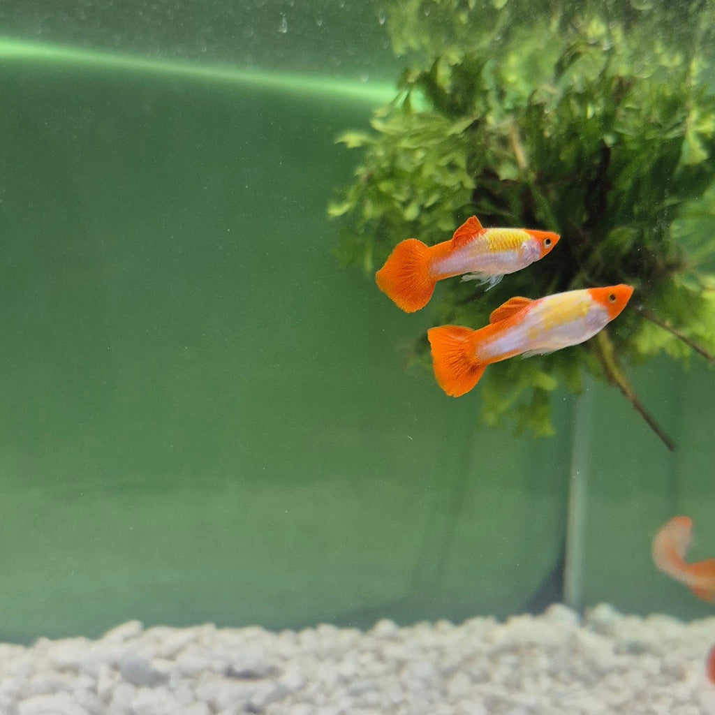 Koi Guppy Pair