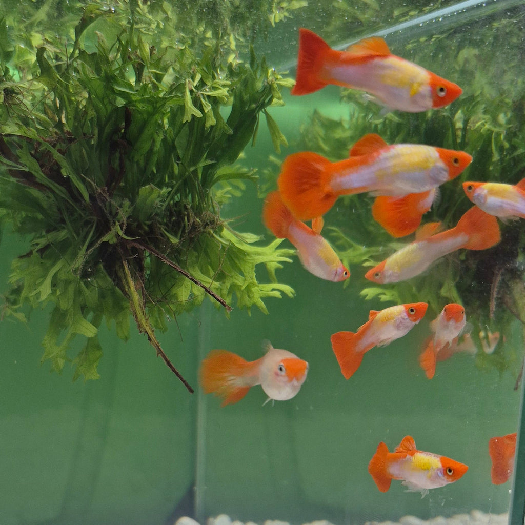 Koi Guppy Pair