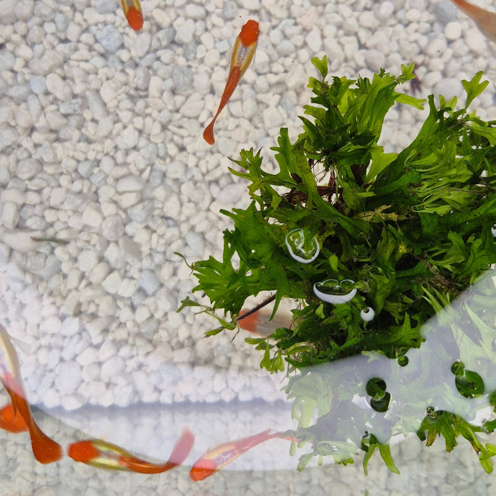 Koi Guppy Pair