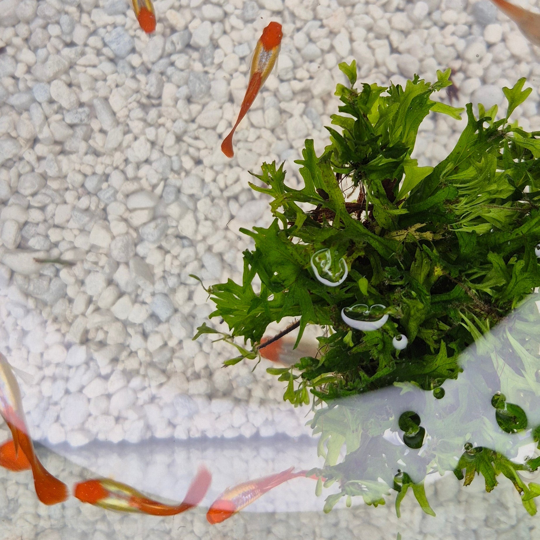 Koi Guppy Pair