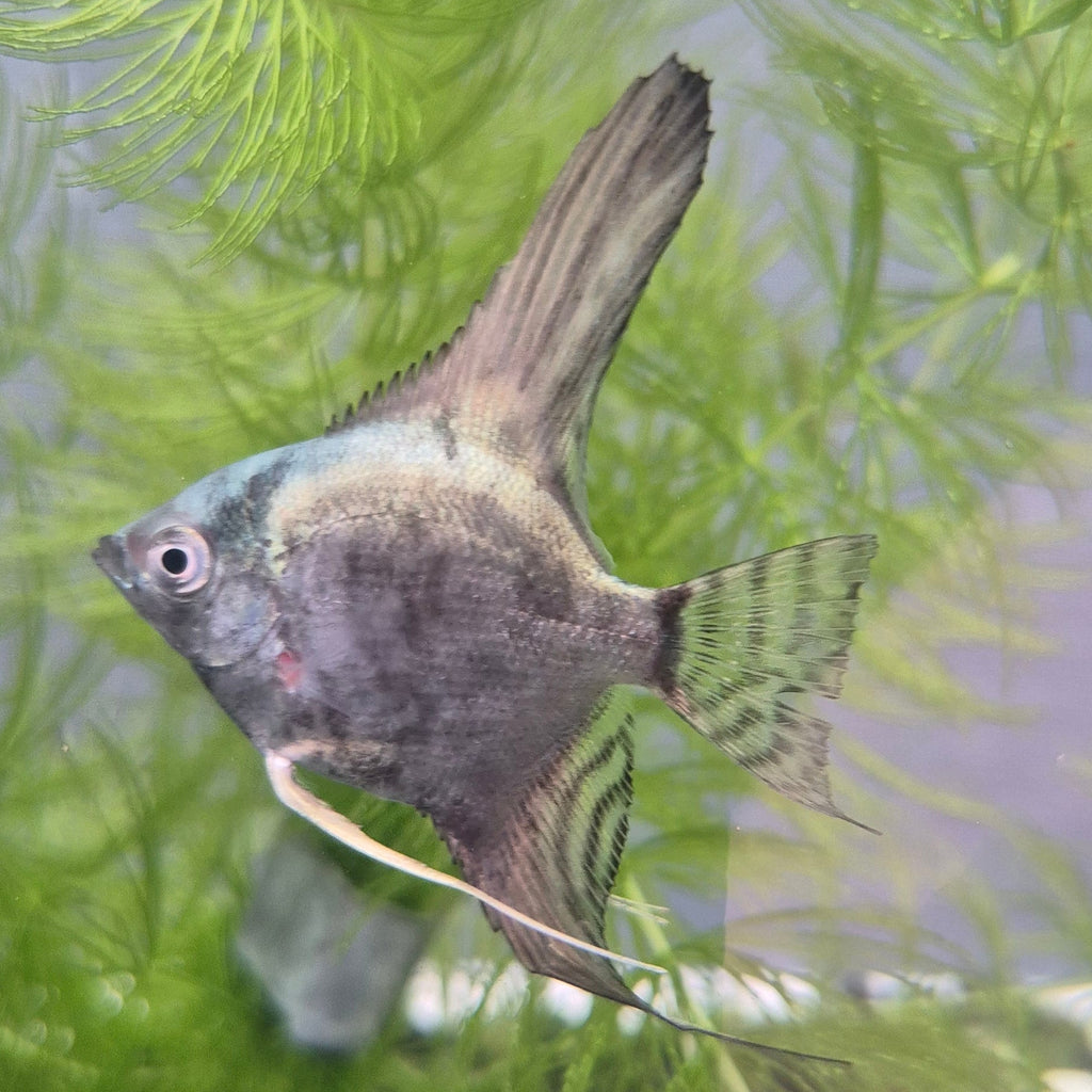 Smokey Blue Angelfish